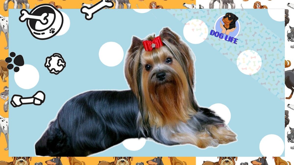 Подпишитесь на канал, и вы сможете узнавать еще больше интересного и полезного про собак! 