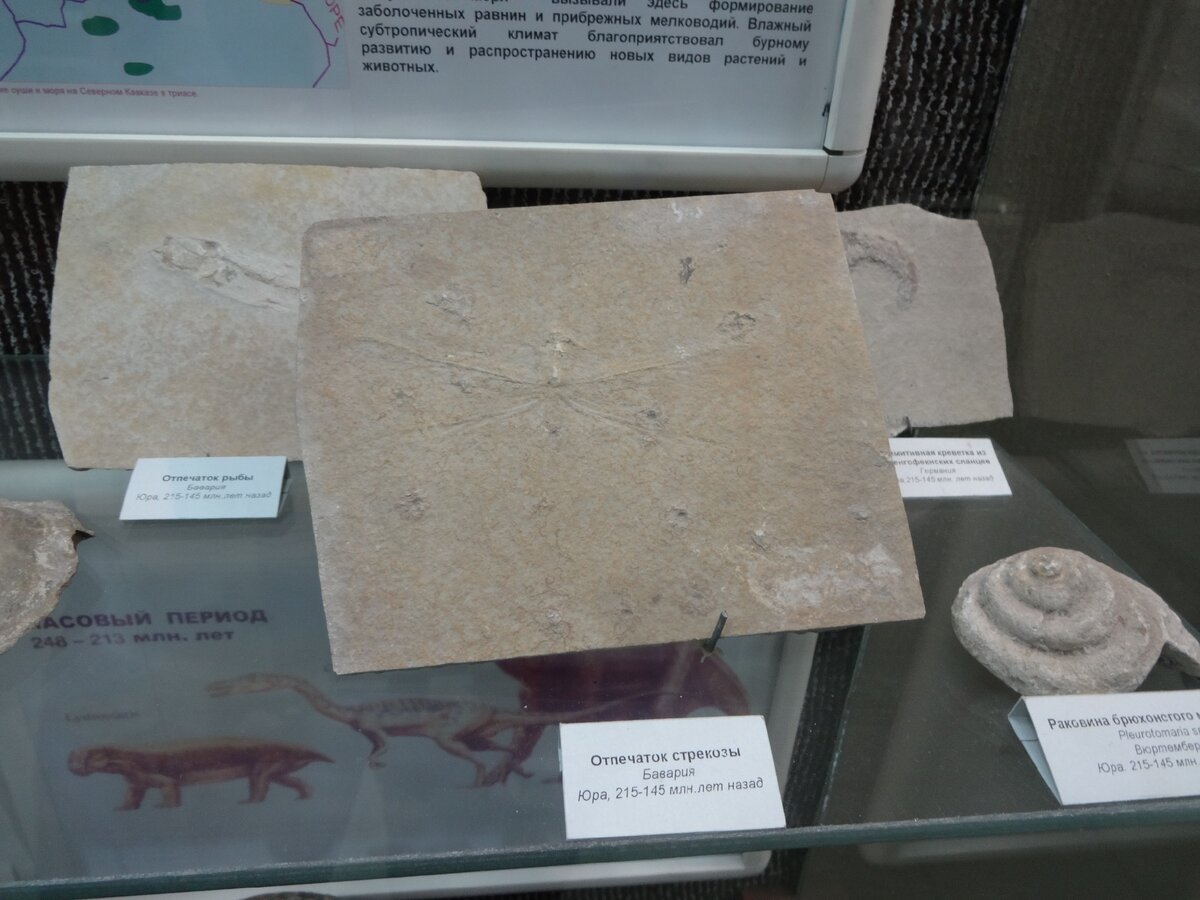 Фото 20.02.2019 год Стрекоза. "Зал природы" Ставропольский государственный музей-заповедник имени Г.Н.Прозрителева и Г.К.Праве