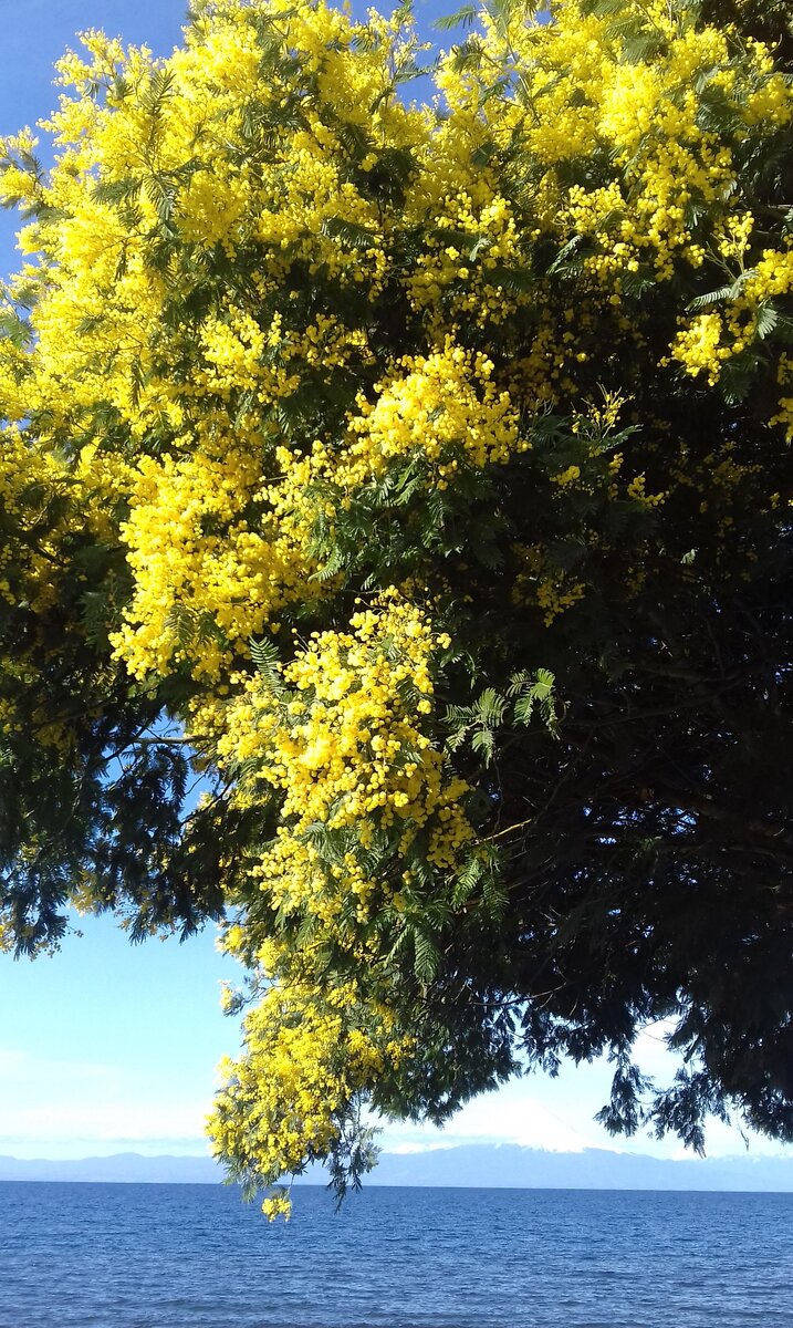 Цветущая мимоза в Чили