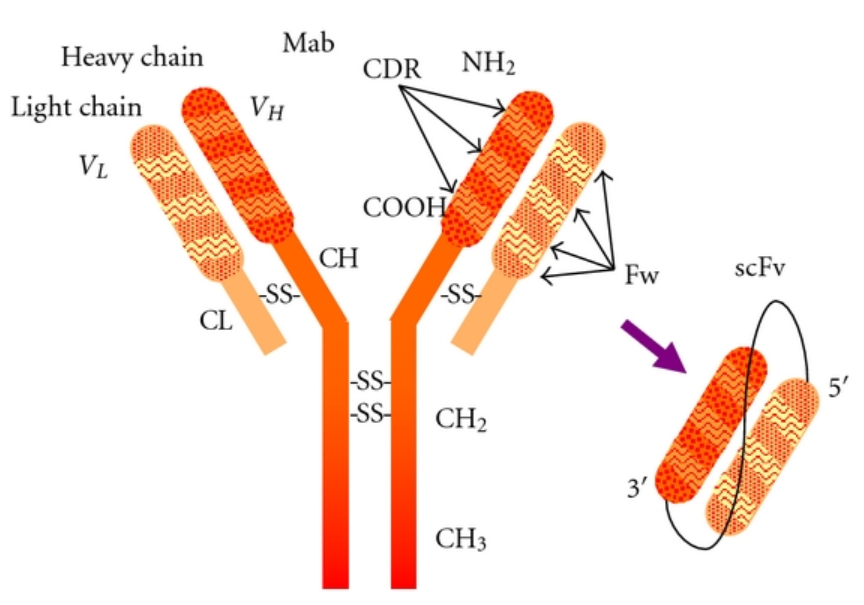 PMID: 22474489 scFv являет собой квинтэссенцию антиген-распознающей структуры, как видите получается намного компактнее природного аналога. Это удобно и для наработки и для лечения. _________ Существует целая индустрия  искусственного получения  scFv   (гибридомы, фаговый дисплей) со всевозможными прикладными выходами (таргетная терапия, диагностика, вакцинация).  