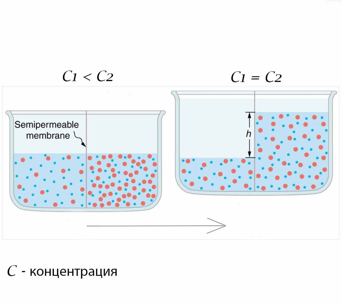 Схема прямого осмоса