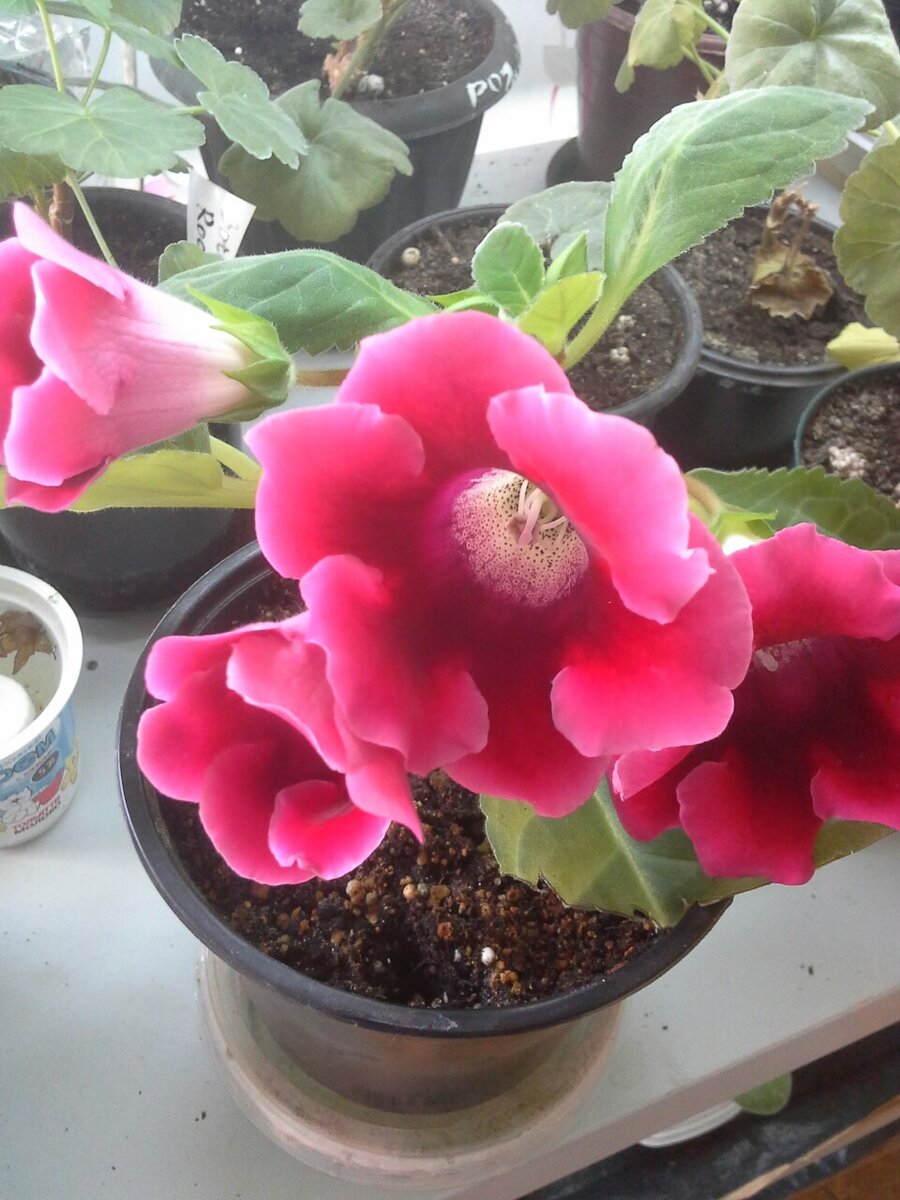 Моя красавица.