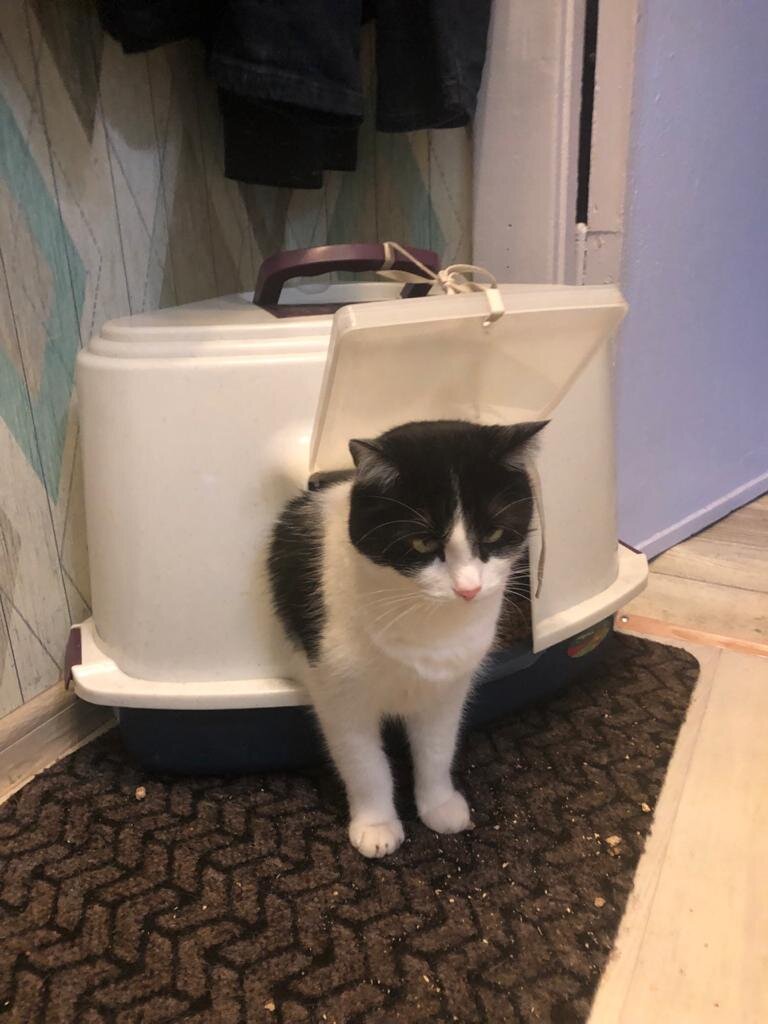 Кастрированный кот Вафельная трубочка.