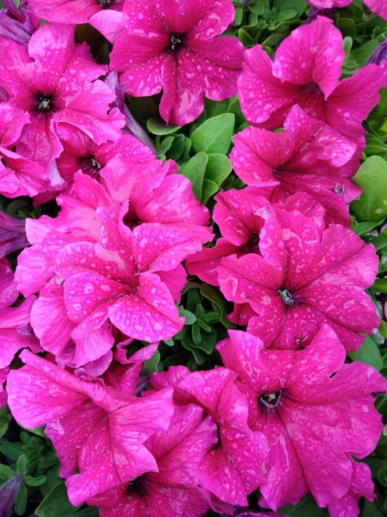 Петуния (личное фото)