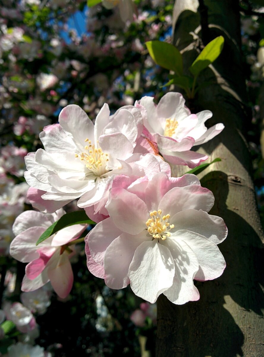 Апрель в Пекине - все цветет