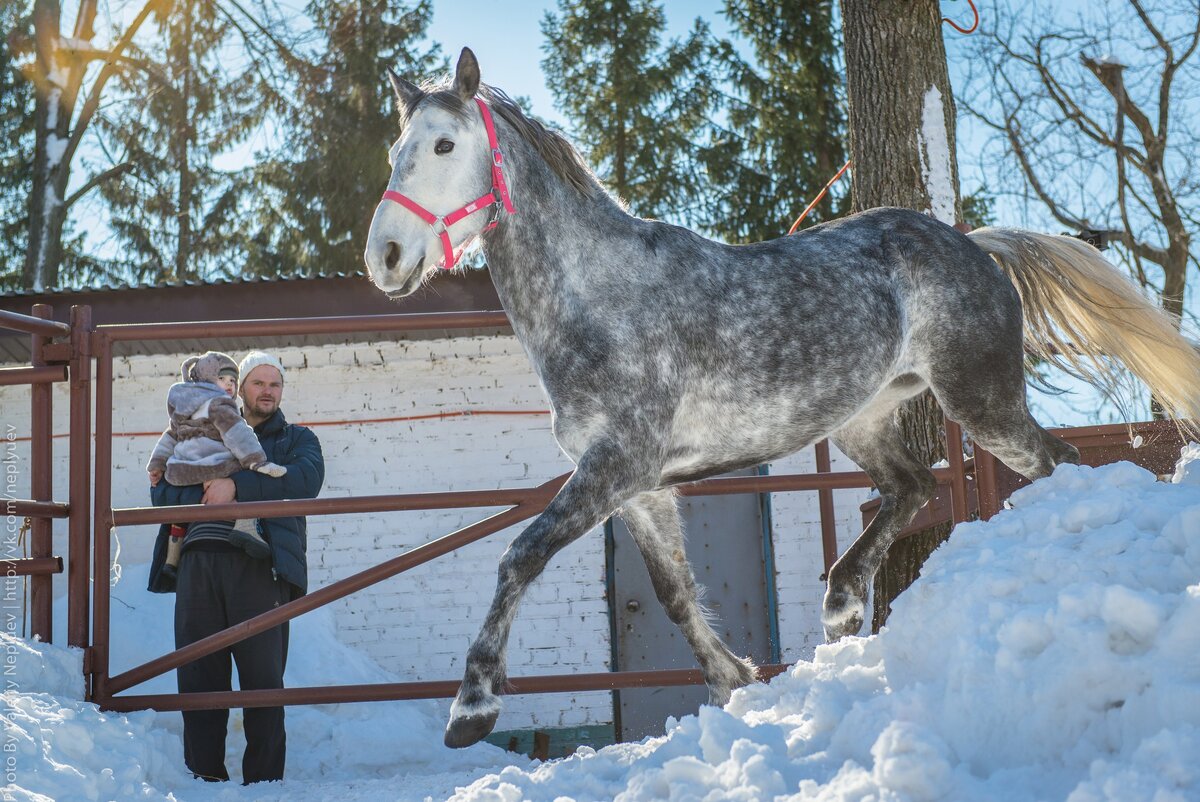 А это Саманта, - очень красивая лошадь, но к себе не подпускает.