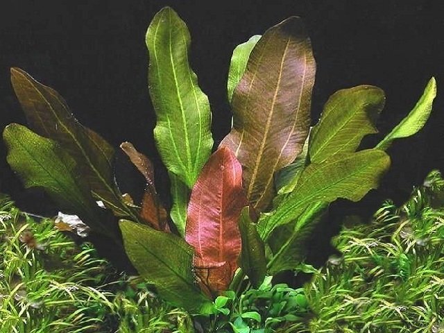 невысокое растение, с розеткой высотой до 40 см и диаметром около 20 см, содержащей большое количество листьев. Листья эллиптической формы, волнистые по краям, имеют коричневатую окраску и располагаются на черешке длина которого составляет около 10 см. Основание листовой пластины и его верхушка округлое. Окраска листьев с возрастом становится зеленоватой. Жилки имеют цвет листа, поэтому еле просматриваются. Даже при ярком освещении растение не образует надводных листьев. Скорость роста значительно медленней чем у других видов эхинодорусов. В приемлемых условиях эхинодорус цветет выпустив цветочные стрелки с белыми цветками.