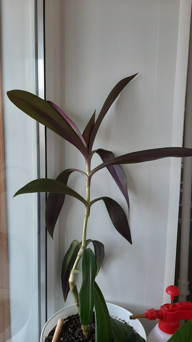 Традесканция рэо, годовалое растение.