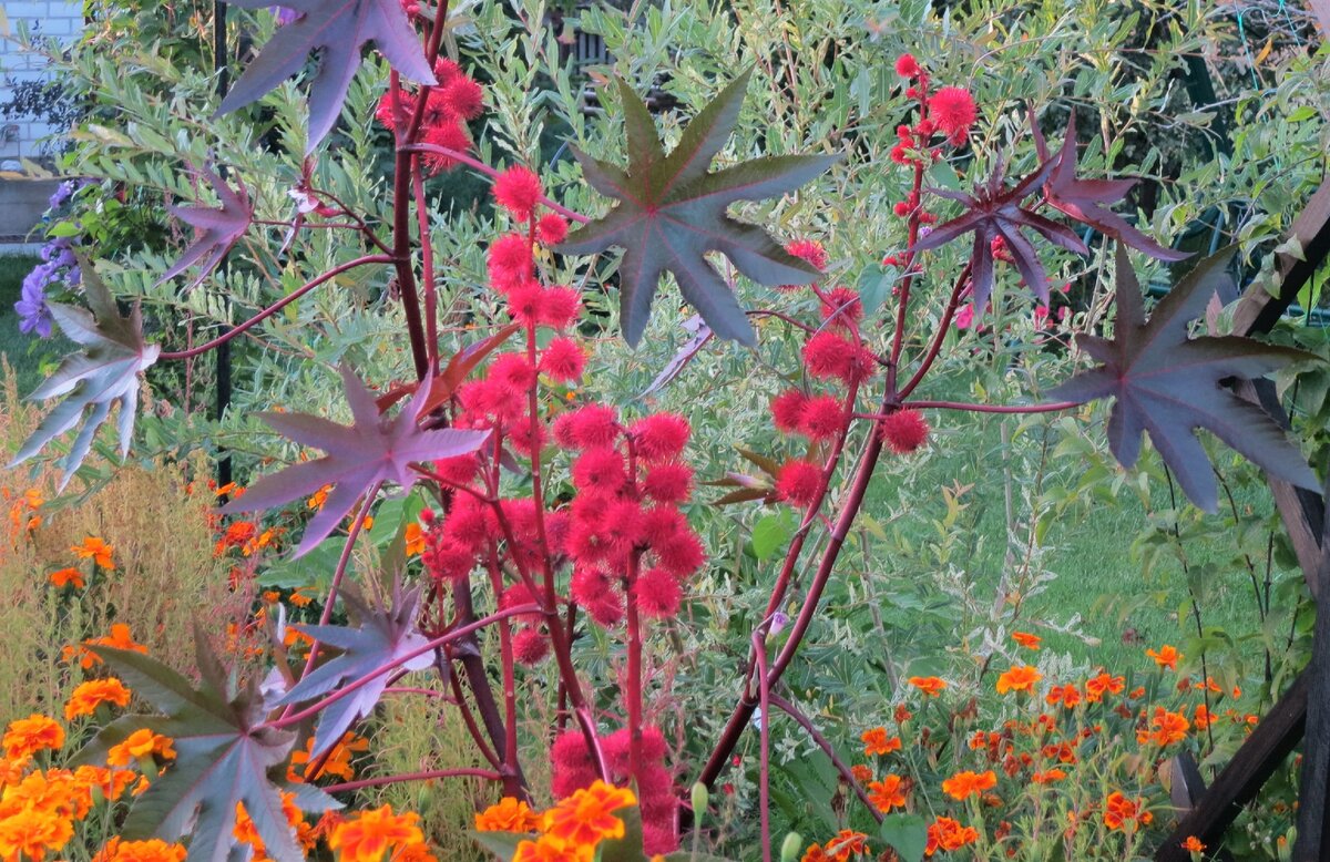 Клещевина. Фото автора