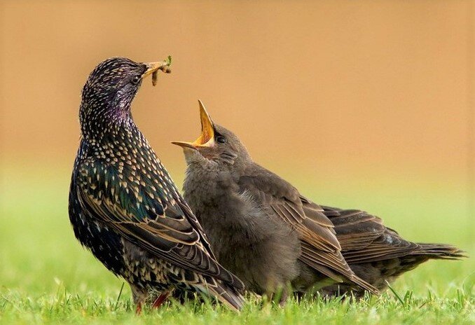 Скворцы с птенцами