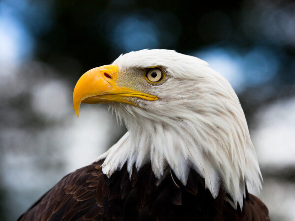 https://static6.depositphotos.com/1000847/647/i/950/depositphotos_6474531-stock-photo-eagle-close-up.jpg