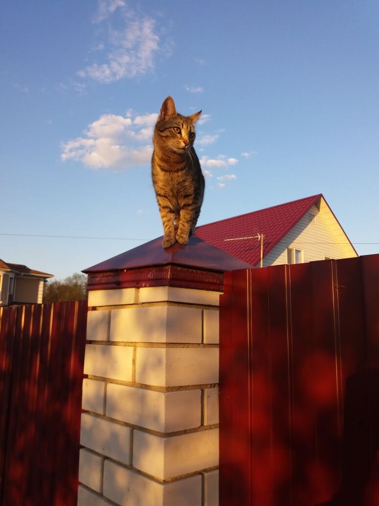 Фото из личного архива. Наш кот Барсик.