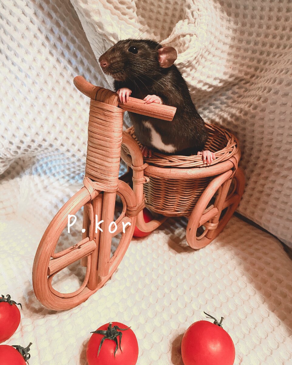 Проблемы с декоративными крысами