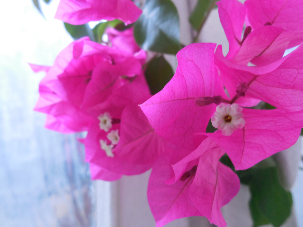 Цветёт 2 раза в год. Иногда в первый раз в конце зимы, когда ещё морозы