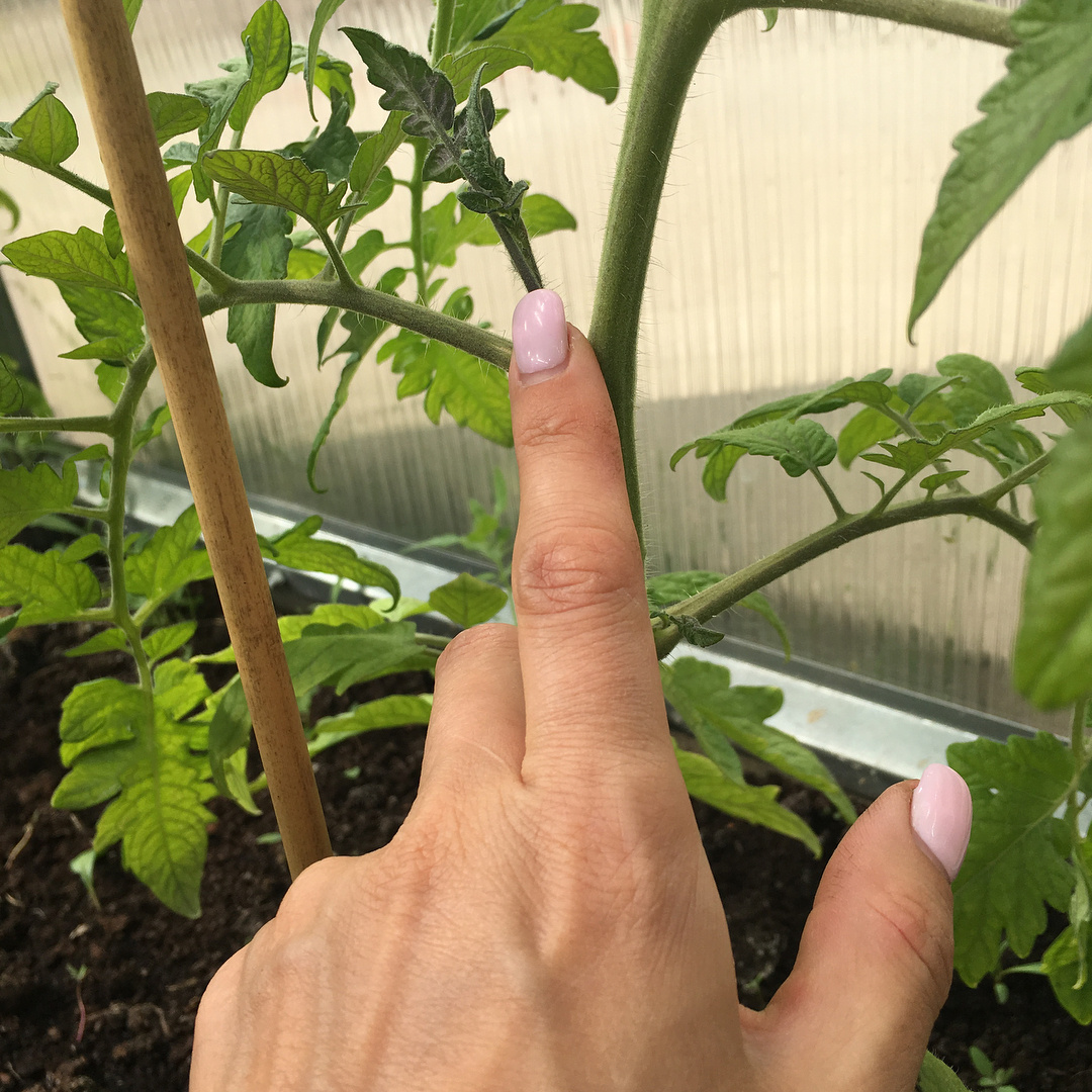 Пасынок на томатном кусте