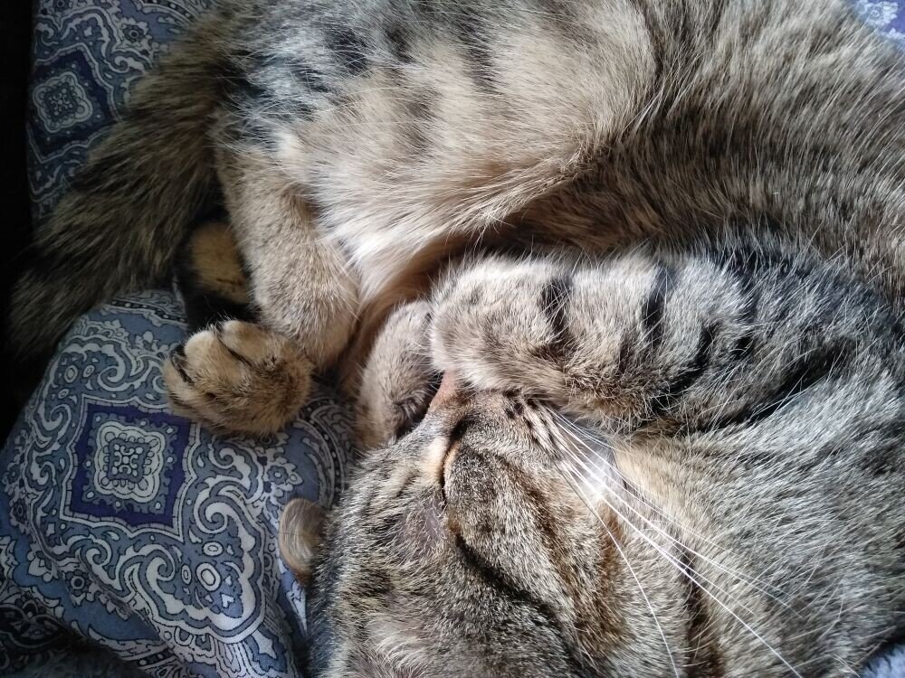 Котики всегда совершенны))