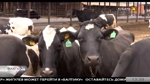 Видео с доярка в деревне