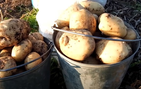 урожай картофеля - поливала в период цветения