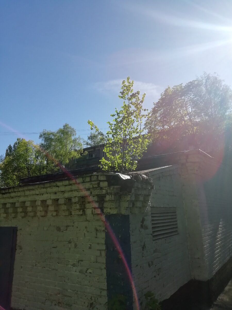 Небольшой куст на техническом здании