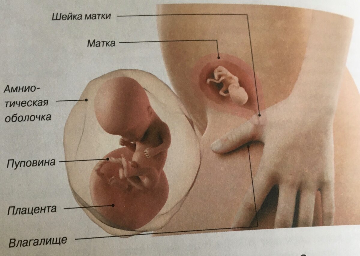 Синдром «растянутого» влагалища | Клиника Бухаровой