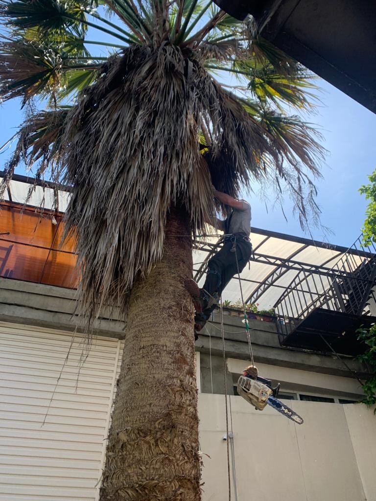 Обрезка пальм сочи
