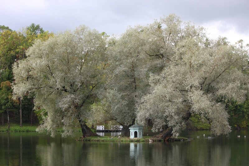 Птичий домик