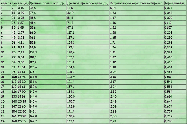 Таблица роста хайбрид конвертер. Таблица веса индюшат Биг 6. Вес бройлерных индюков Биг 6. Биг 6 индюки таблица привеса. Весовая таблица индюков Биг 6.