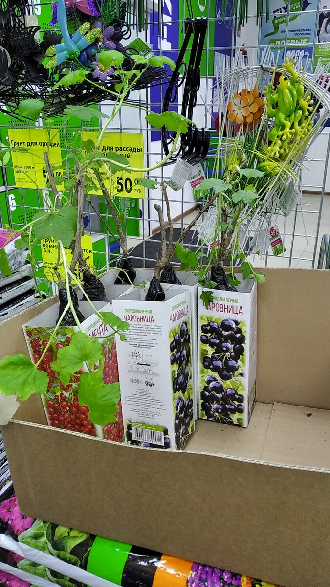 Грунт, крепкие и здоровые растения и по такой смешной цене, а также красивые элементы декора земельного участка