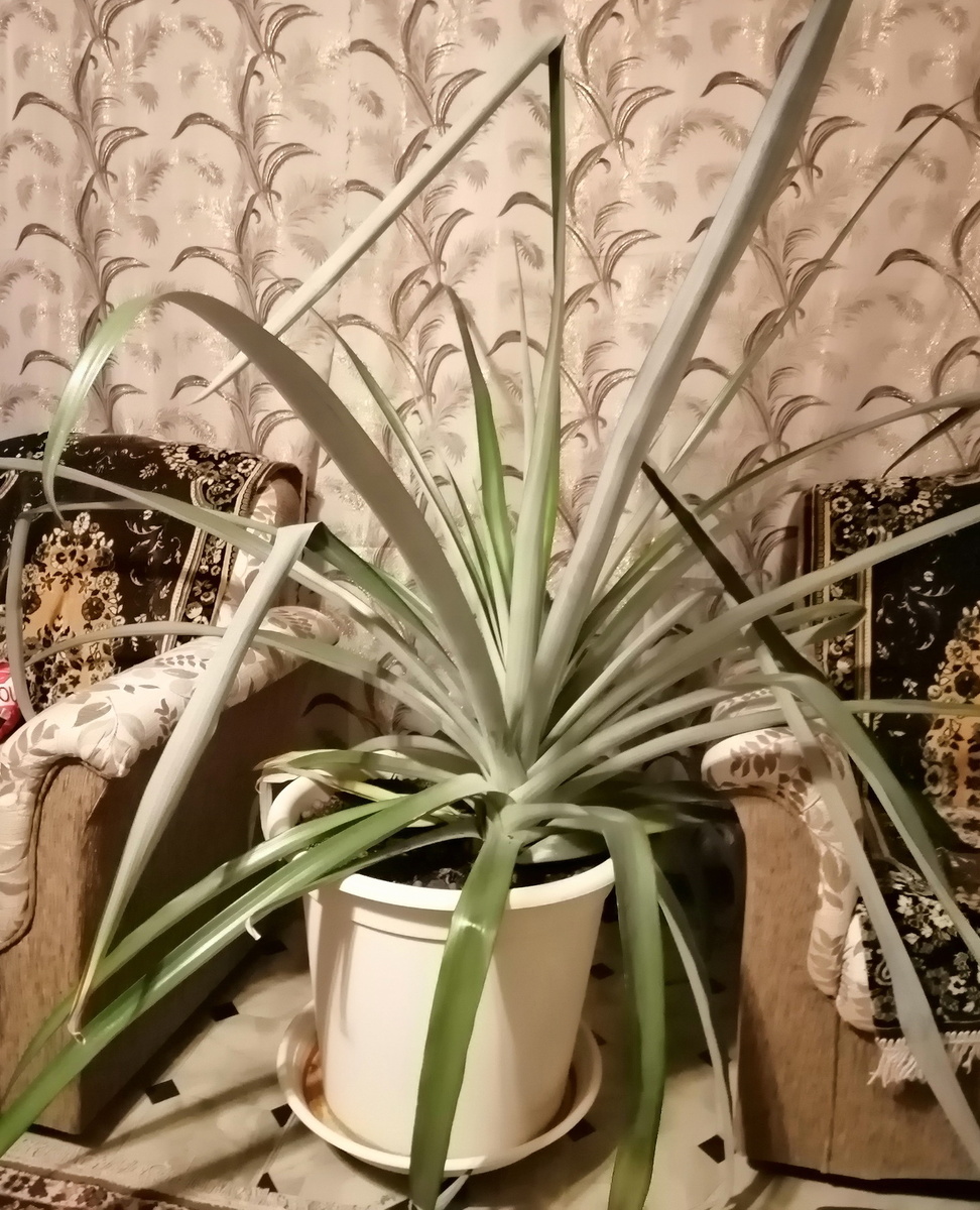 Фото автора. Свежее фото ананаса.