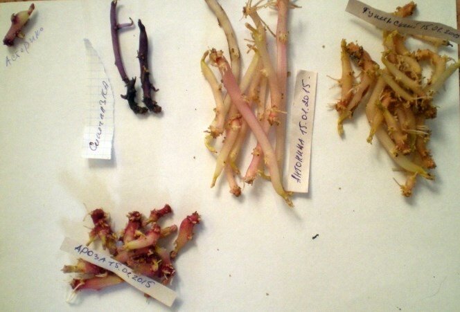 Не всегда ростки белые у картофеля. Фото 2015 года.