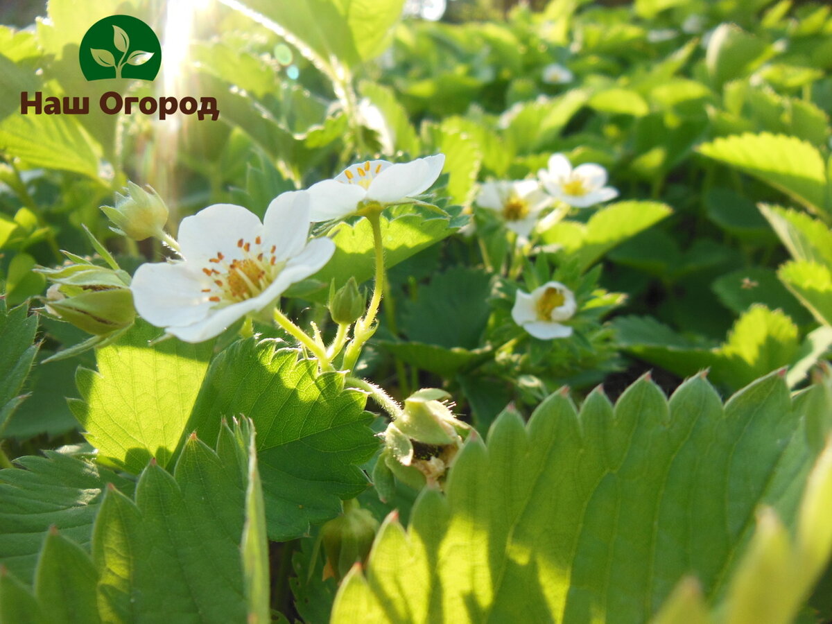 Для сладких и крупных ягод подкормите землянику грамотно.