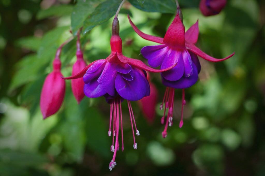 Rose bower фуксия фото