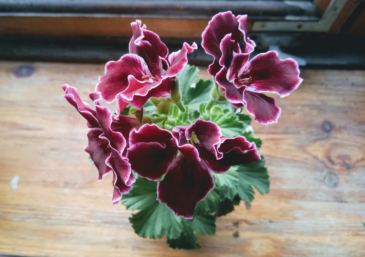 Вид сверху, так хорошо видна белая окантовка цветочков.