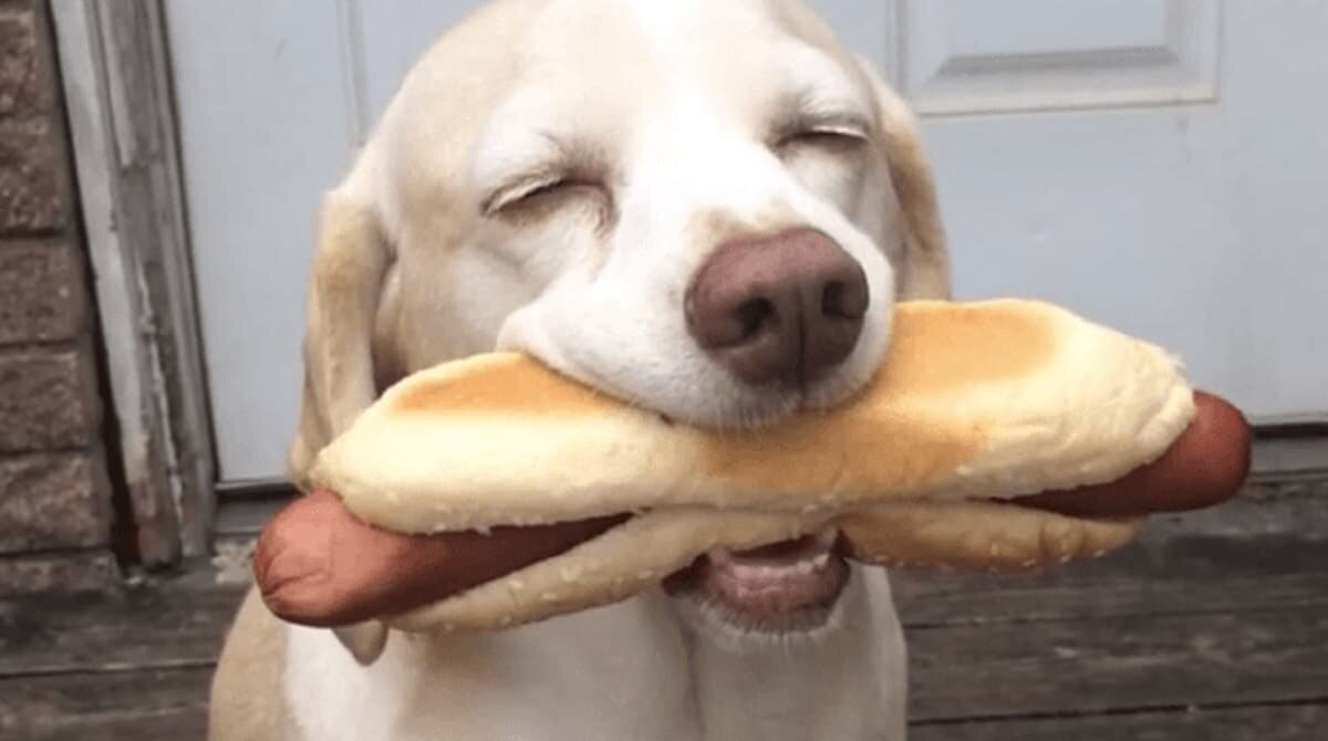 Картинка из интернета: https://mur.tv/wp-content/uploads/2019/03/Dog-and-hotdog.jpg