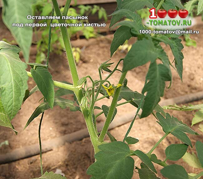 Главный пасынок под первой цветочной кистью фото 1