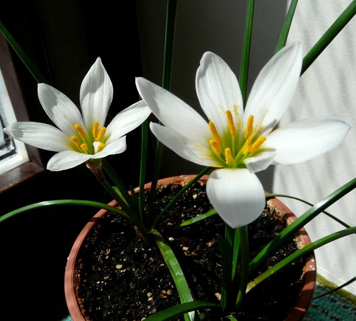 Зефирантес белоснежный