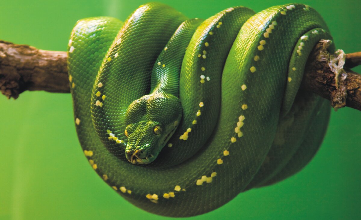 Взрослый зеленый питон