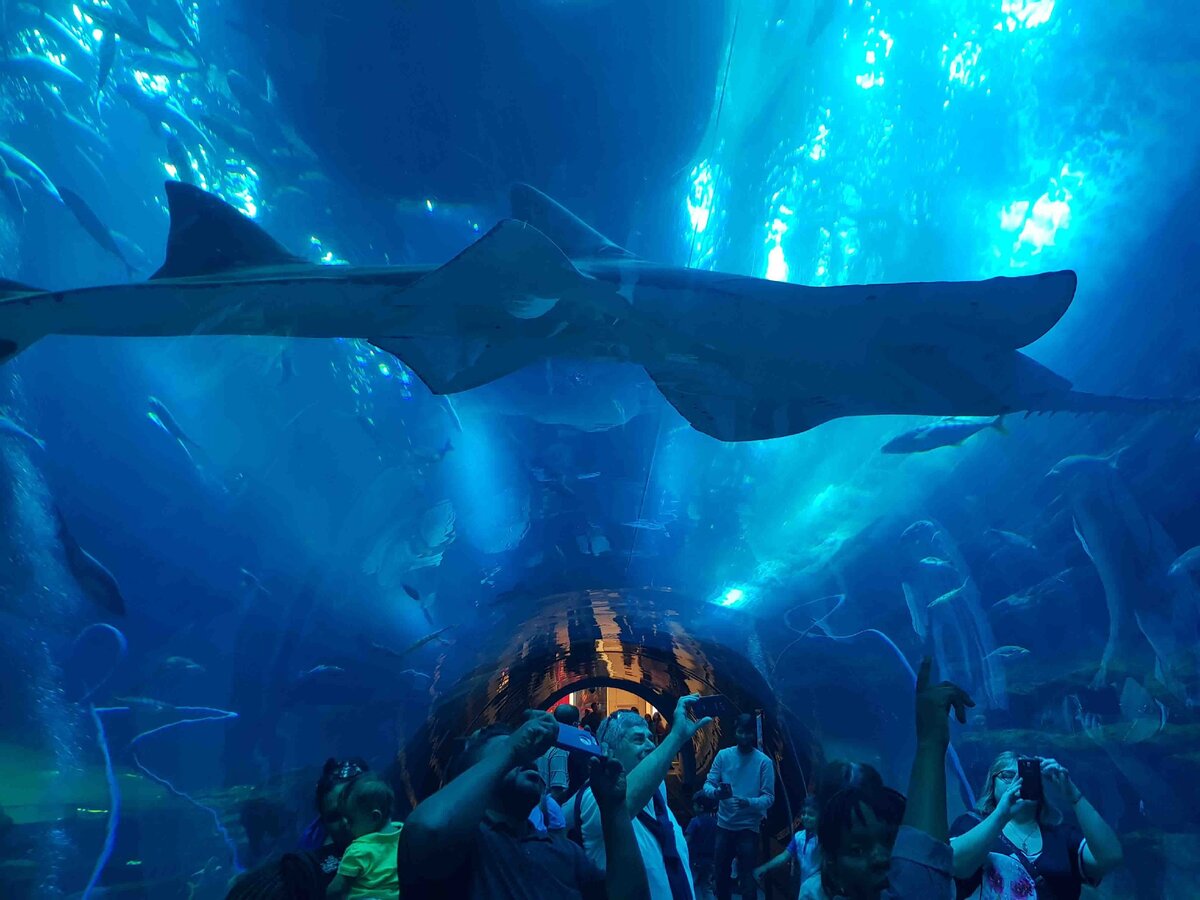 Аквариум в Дубае. Фото - Touristino.com