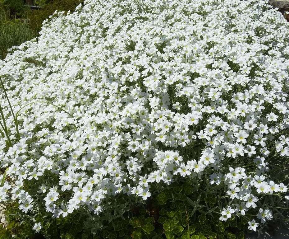 Ясколка в мае.