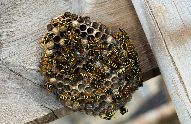 Фото отсюда: https://news.rambler.ru/other/42672641-zavelis-v-dome-osy-izbavlyaemsya-ot-nih-s-pomoschyu-aerozoley-lovushek-i-narodnyh-sredstv/