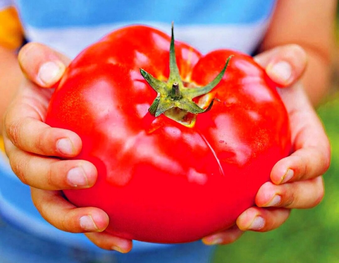 Помидор
