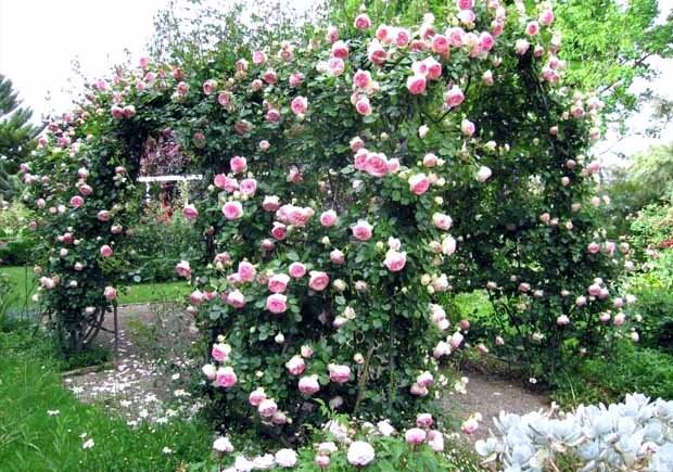Плетистая роза фото в саду