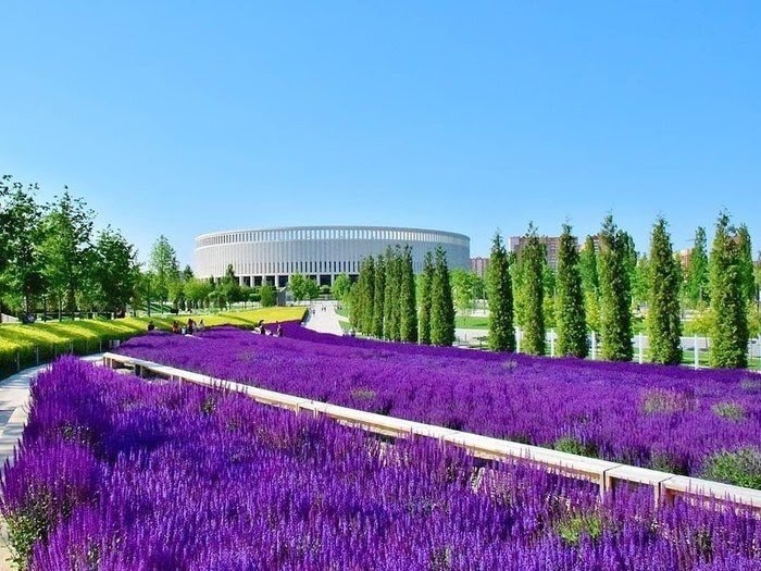 Цветение шалфея