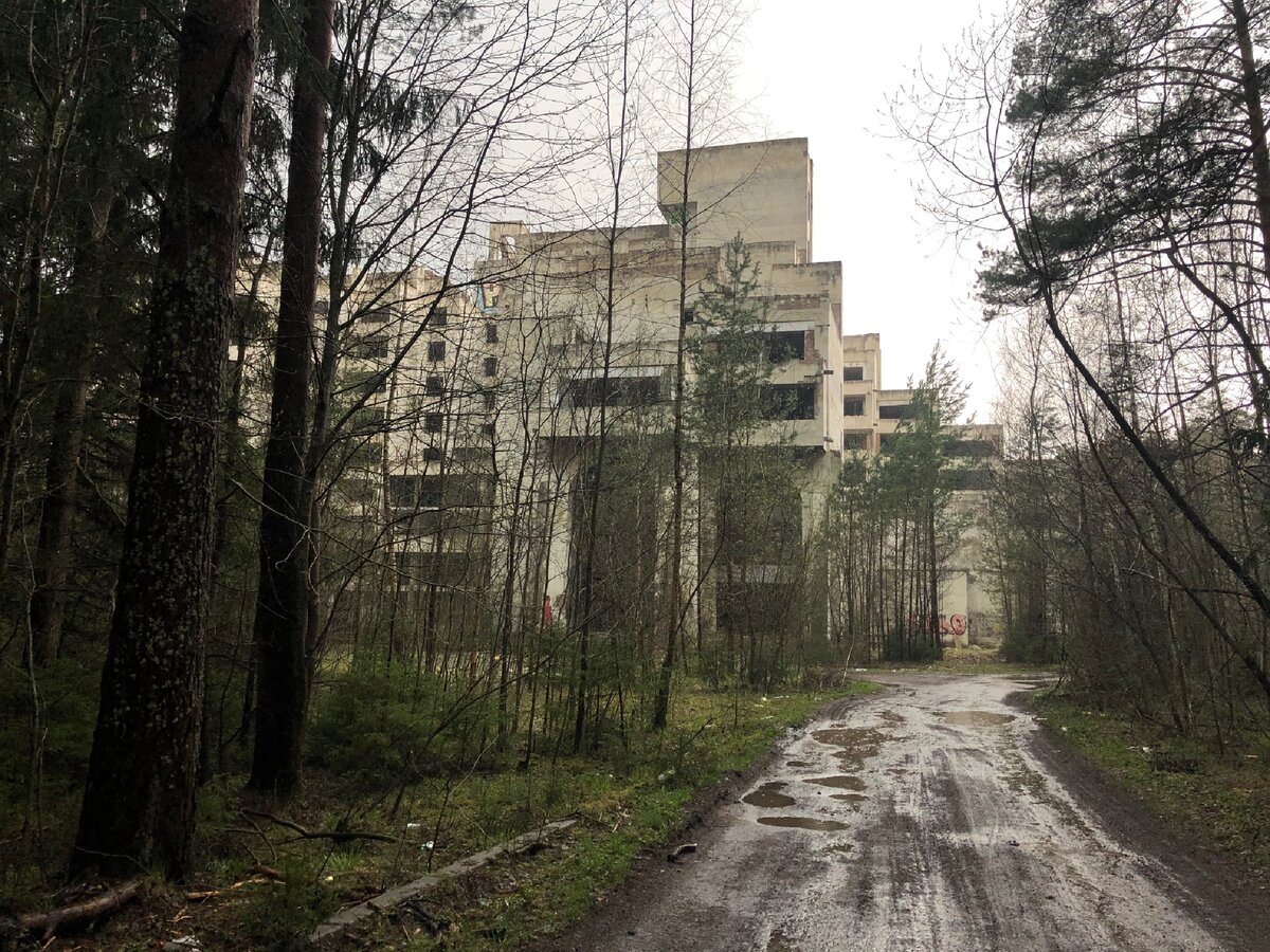 Пройдясь немного по бору, вы откроете для себя такой вид