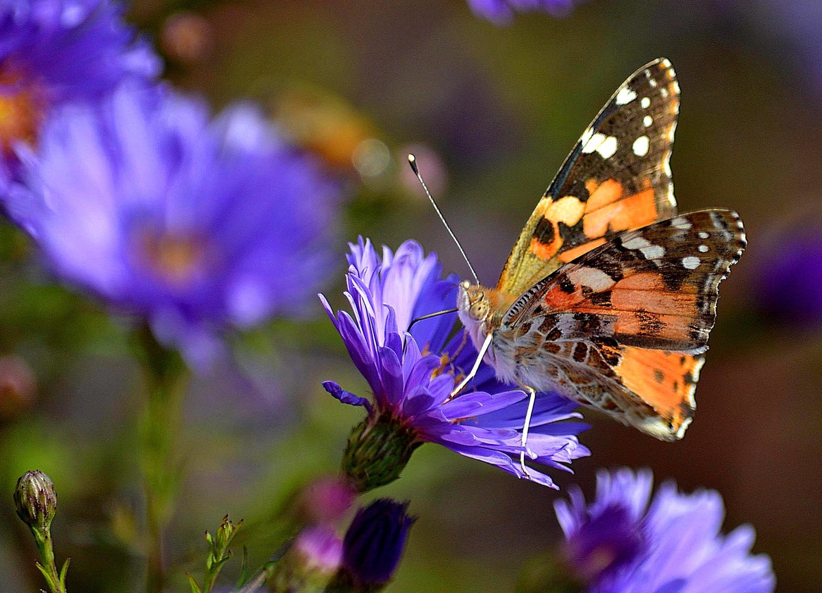 https://photoclub.by/images/main86/867726_main.jpg