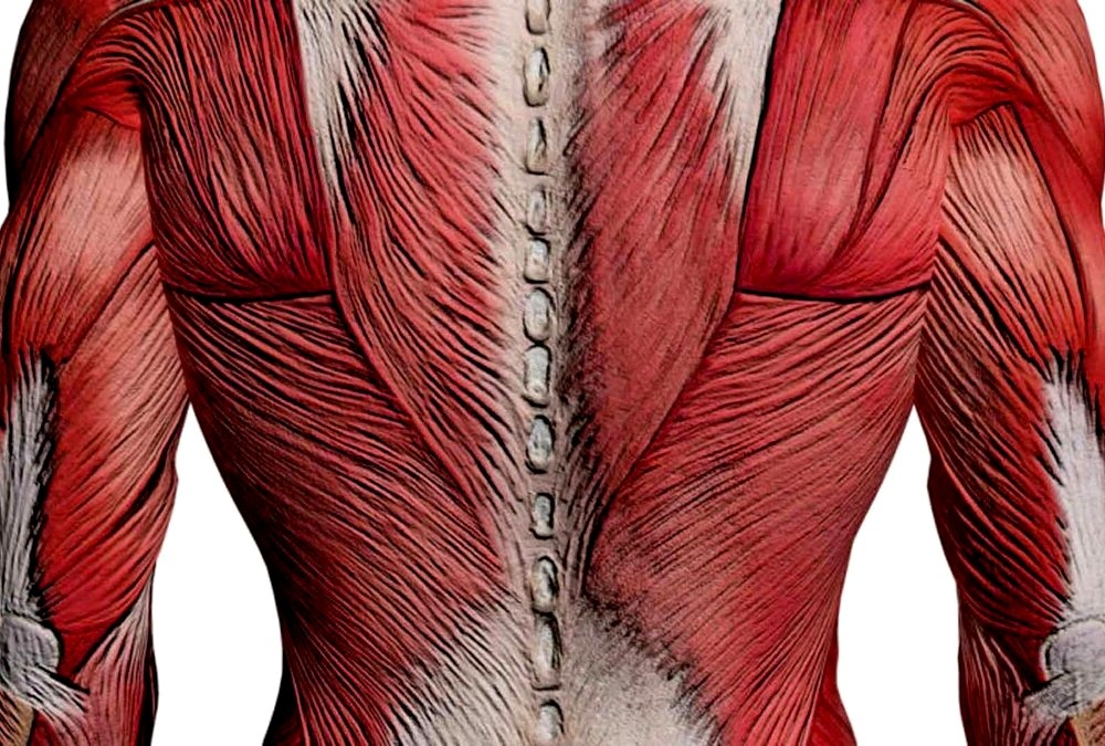 Мышцы спины поддерживают позвоночник