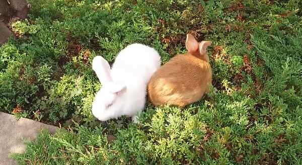 Лактация крольчихи: особенности. Кормление кроликов в период лактации | ГКЗ