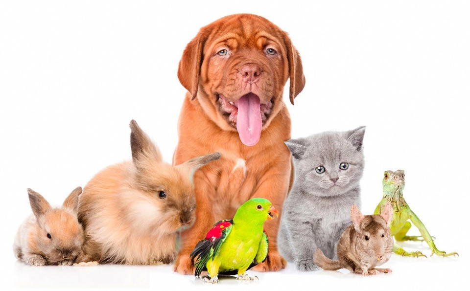 Такие разные домашние питомцы