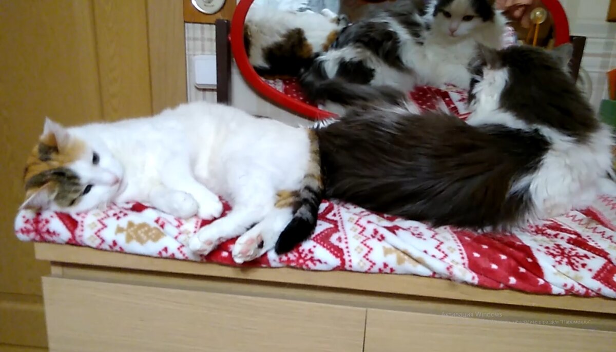 Сонюшка и Мартюшка во всей красе :))