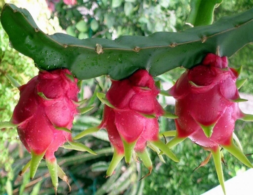 Plantas de pitaya